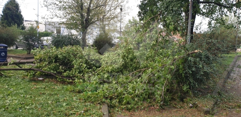 VENARIA-BORGARO-CASELLE-MAPPANO - Maltempo: tetti scoperchiati e alberi abbattuti