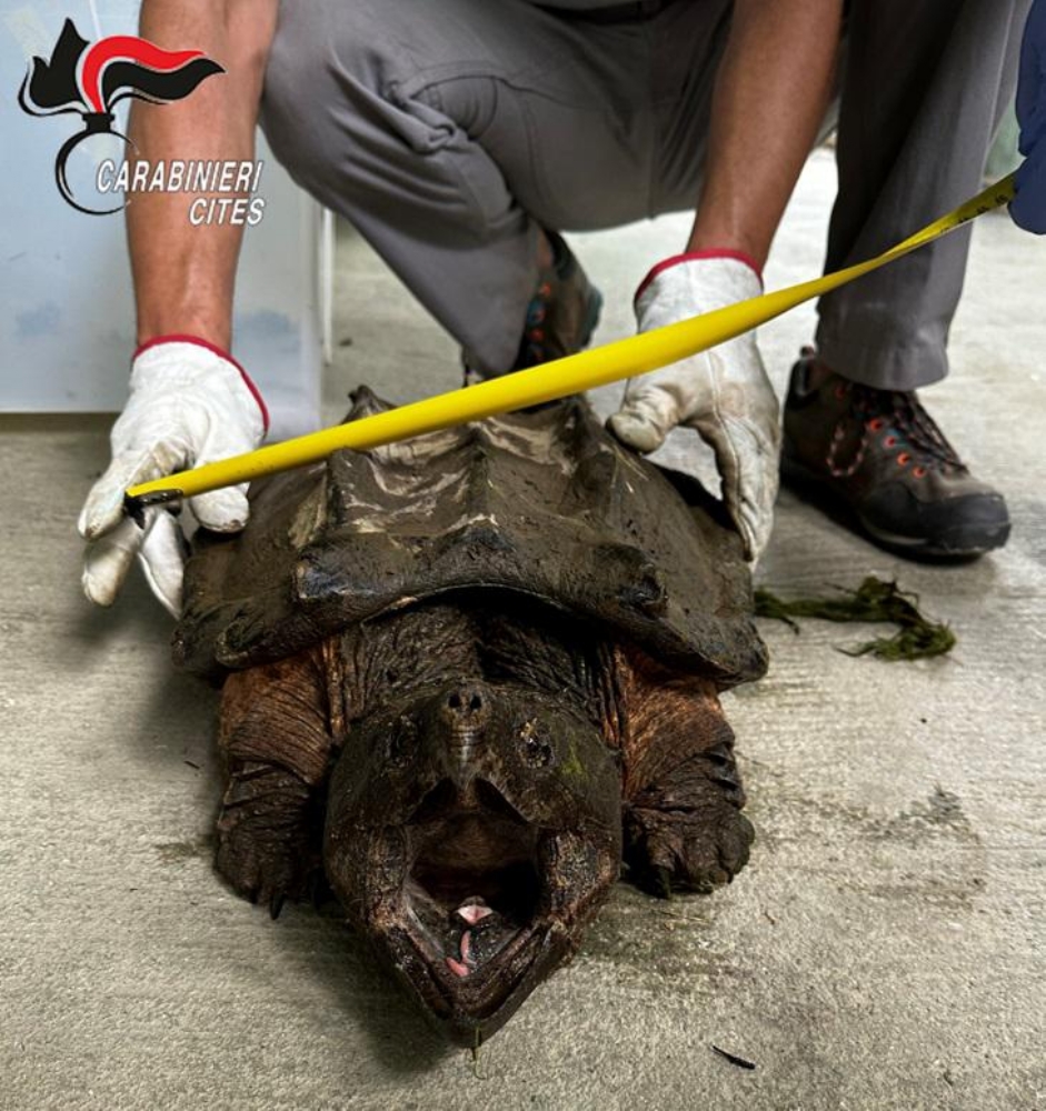 PIANEZZA - Pericolosa tartaruga in un ristagno del Fellone: sequestrata dai carabinieri - FOTO