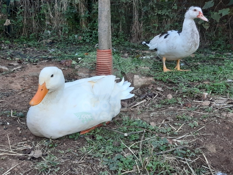 MAPPANO - Anatra ferita da un cane al Parco Unione Europea: guarita, ora è affidata a una famiglia