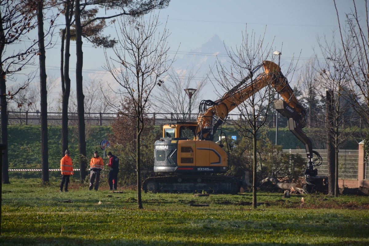 GRUGLIASCO - Via agli abbattimenti nel parco Pineta nel quartiere Borgo Nuovo - FOTO