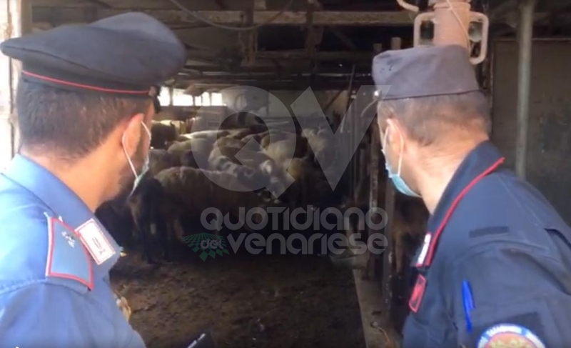 MAPPANO - Nuovo mattatoio abusivo: ovini pronti per essere macellati per la Festa del Sacrificio