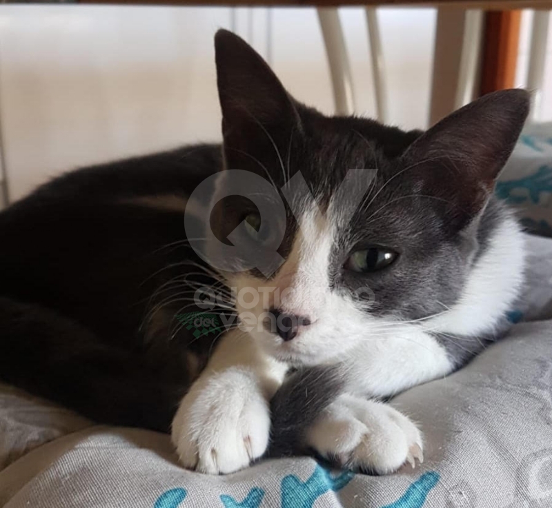 VENARIA - Si cerca Selina, gattina di sei mesi grigia e bianca, scappato in via Mensa - FOTO