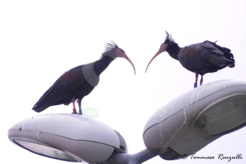 COLLEGNO - Esemplari di Ibis Eremita nell'area del Campo Volo e sui lampioni di viale Certosa