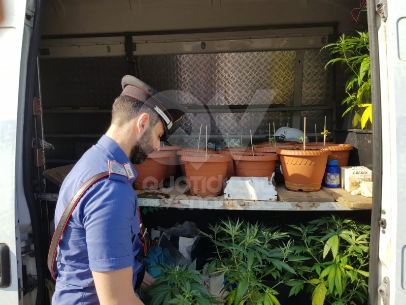 RIVOLI - In casa una serra per produrre cannabis "bio": tre rivolesi in manette FOTO E VIDEO