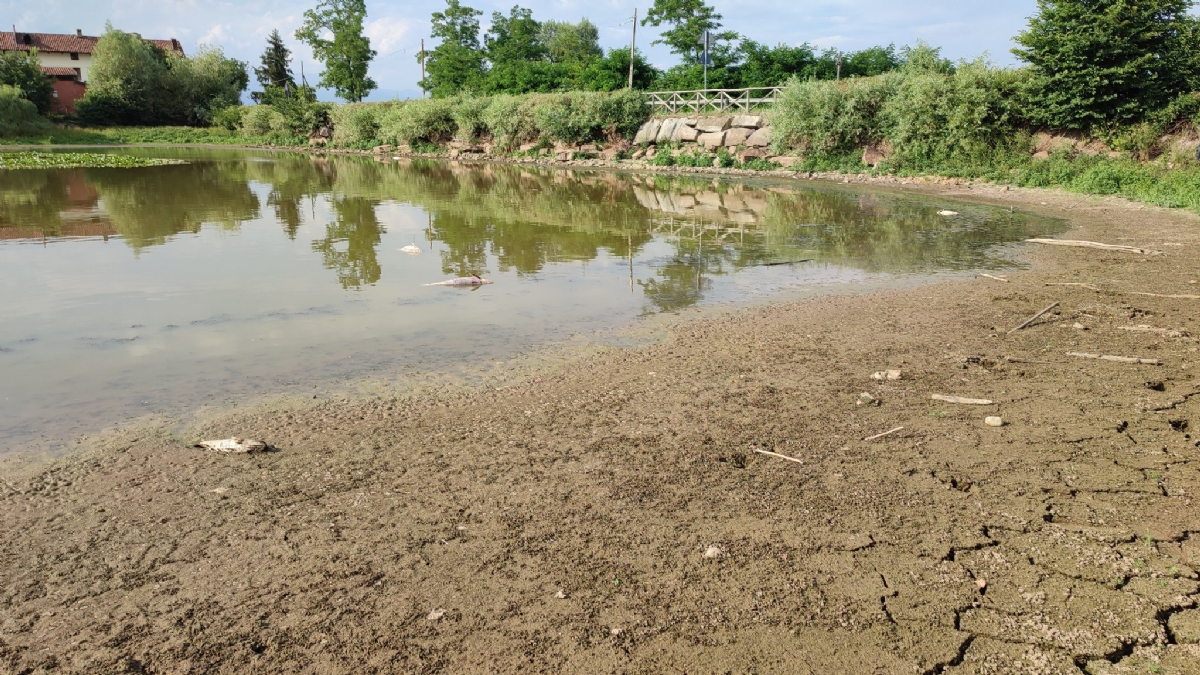 SHOCK A PIANEZZA - Tra incuria e siccità, quanti pesci morti nel lago Fontanej - FOTO