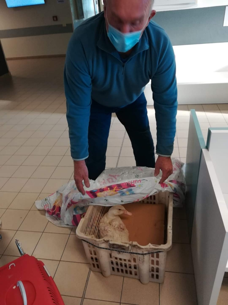 VENARIA-GRUGLIASCO – Anatra salvata dai sanitari del Canc e riaffidata al suo proprietario