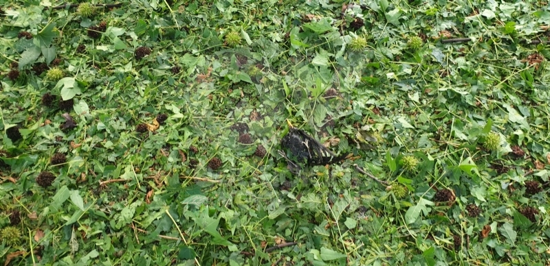 VENARIA-BORGARO-CASELLE-MAPPANO - Maltempo: tetti scoperchiati e alberi abbattuti