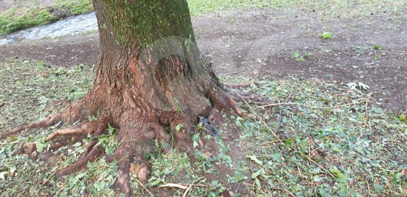 VENARIA-BORGARO-CASELLE-MAPPANO - Maltempo: tetti scoperchiati e alberi abbattuti
