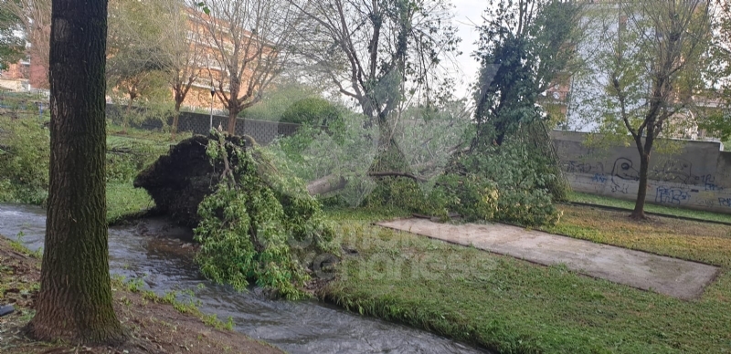 VENARIA-BORGARO-CASELLE-MAPPANO - Maltempo: tetti scoperchiati e alberi abbattuti