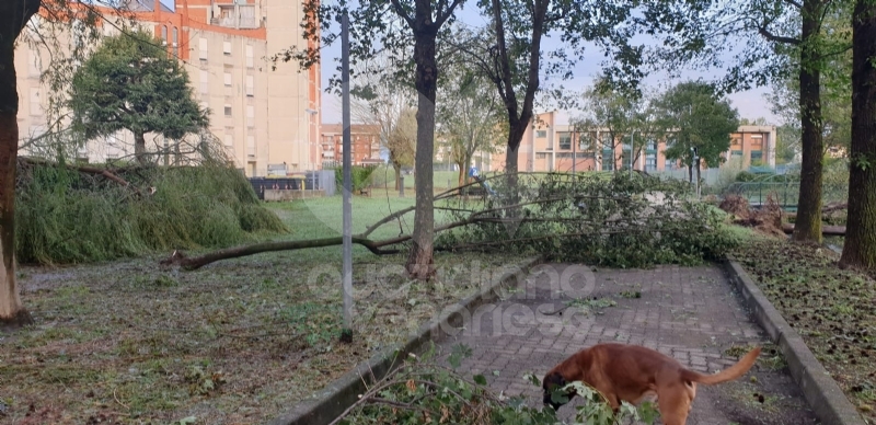 VENARIA-BORGARO-CASELLE-MAPPANO - Maltempo: tetti scoperchiati e alberi abbattuti