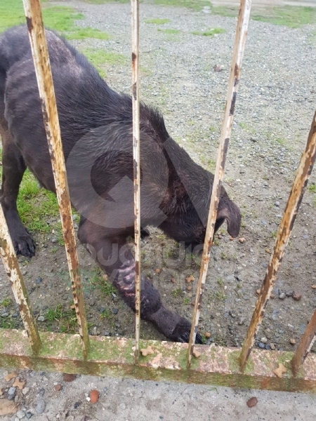 CASELLE - Abbandonati, senza cibo da venti giorni e feriti: salvati due cani