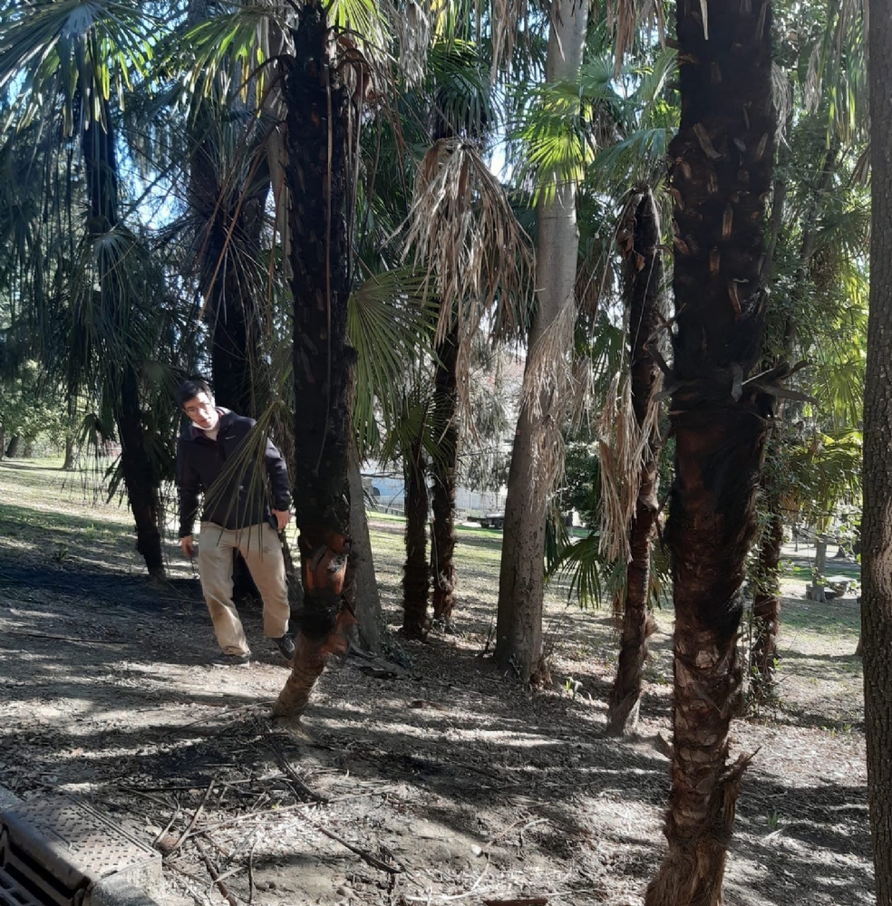 RIVOLI - Vandali in azione al parco Turati: bruciate 12 palme - FOTO