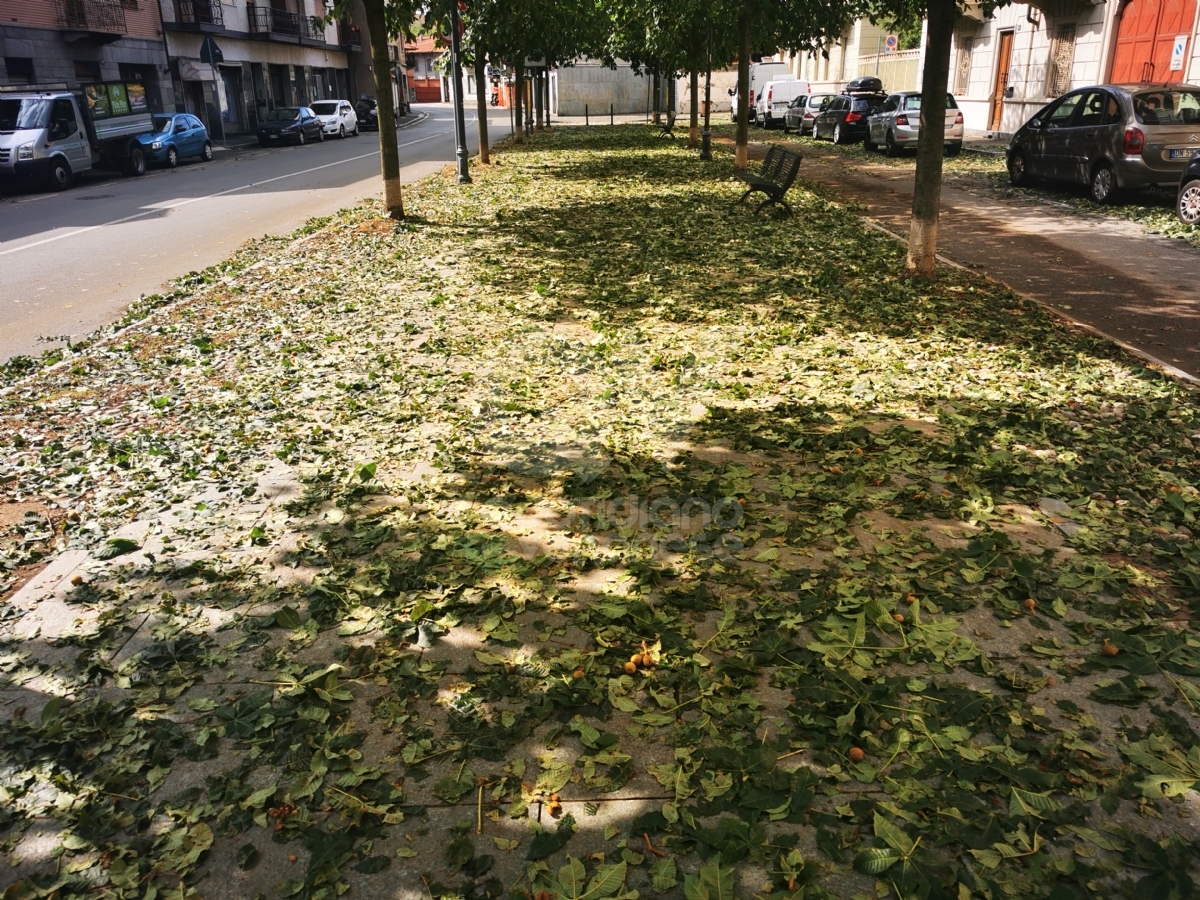 GRANDINATA A VENARIA - Danneggiata la De Amicis, caduti decine di alberi, auto rovinate. Giulivi: «Chiederemo la calamità naturale» - FOTO