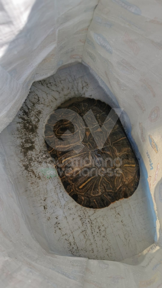 TARTARUGA ABBANDONATA in tangenziale dentro a un sacchetto di plastica: salvata dalla Polizia stradale - FOTO