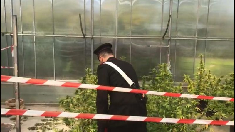RIVOLI - Carabinieri chiudono il «vivaio della cannabis»: arrestati marito e moglie - FOTO E VIDEO
