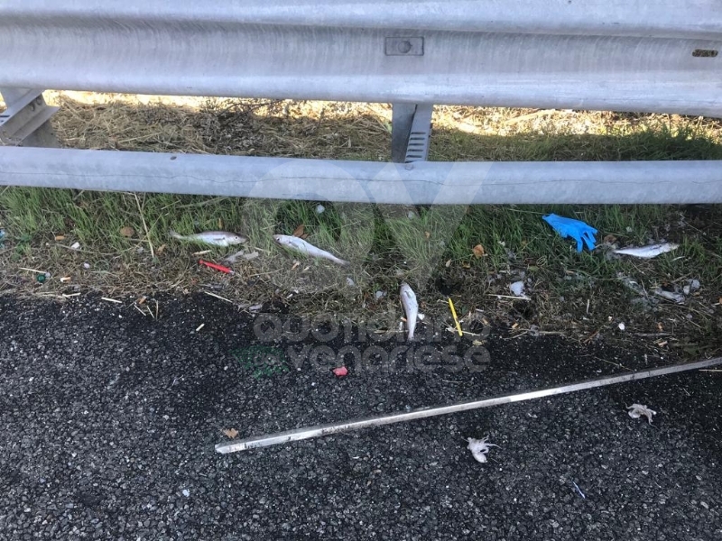 COLLEGNO - Perde il controllo del furgone che trasporta pesce e si ribalta: caos in tangenziale