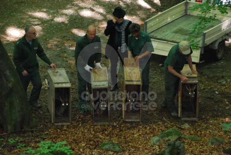 GRUGLIASCO - Liberati quattro giovani caprioli, curati dal Centro Animali Non Convenzionali