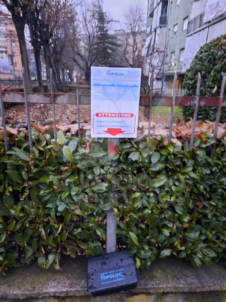 VENARIA - Proliferazione di topi in città: il Comune interviene con una derattizzazione urgente