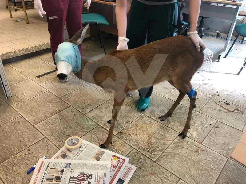 FIANO-GRUGLIASCO - Esemplare di capriolo salvato dal Canc dopo un incidente stradale