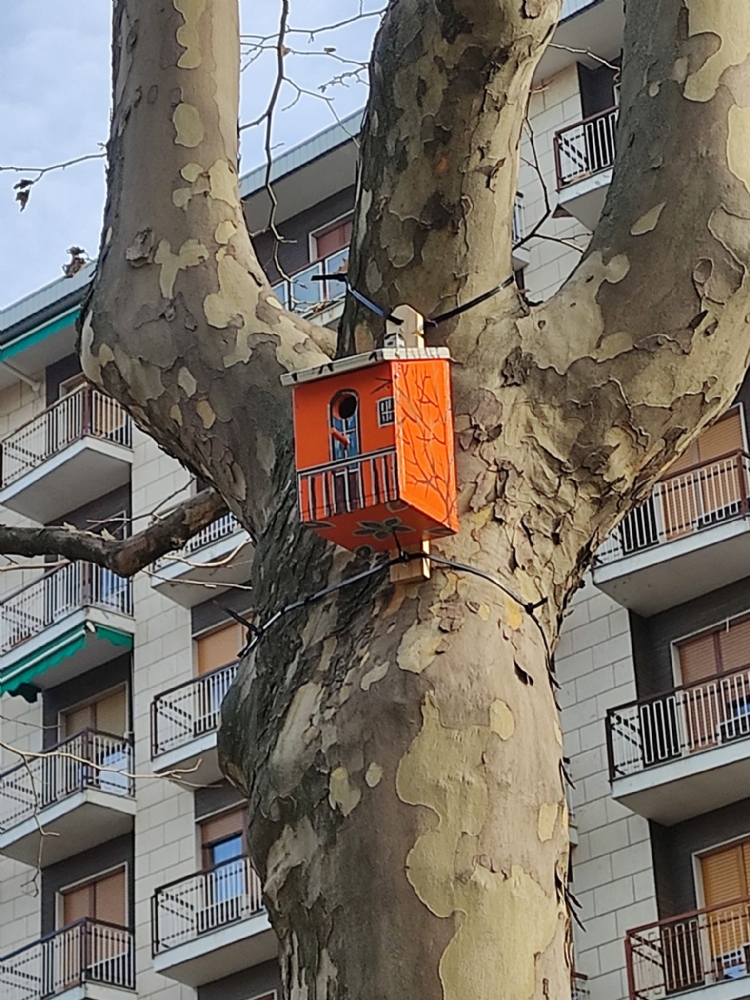 COLLEGNO - Nel giardino «Dell'Amicizia» ecco le casette per incentivare gli uccelli a nidificare - FOTO