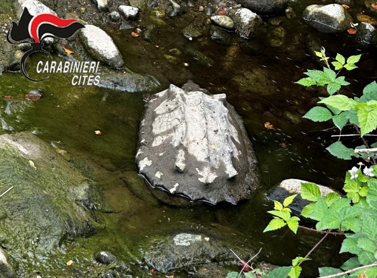 PIANEZZA - Pericolosa tartaruga in un ristagno del Fellone: sequestrata dai carabinieri - FOTO