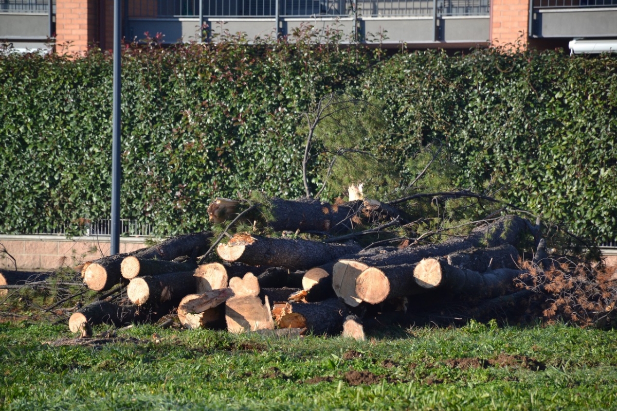 GRUGLIASCO - Via agli abbattimenti nel parco Pineta nel quartiere Borgo Nuovo - FOTO