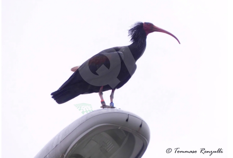 COLLEGNO - Esemplari di Ibis Eremita nell'area del Campo Volo e sui lampioni di viale Certosa