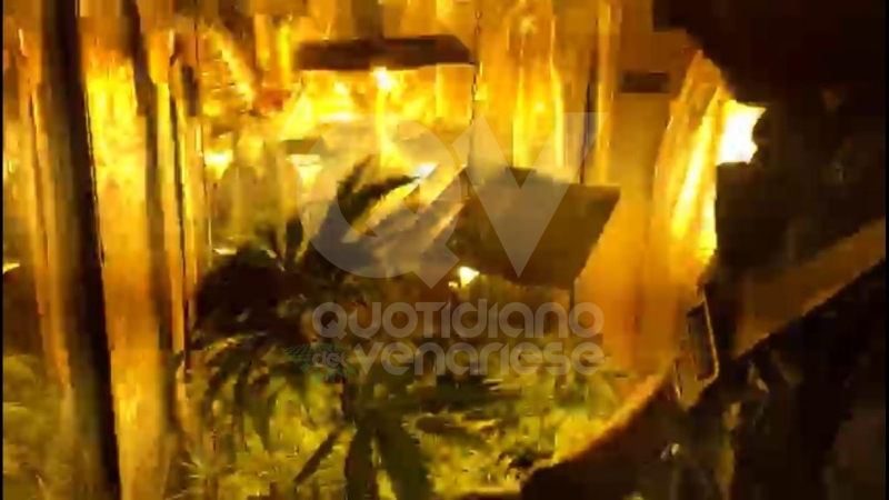 RIVOLI - In casa una serra per produrre cannabis "bio": tre rivolesi in manette FOTO E VIDEO