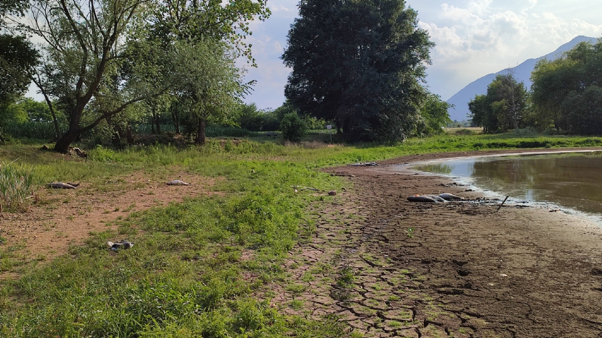 SHOCK A PIANEZZA - Tra incuria e siccità, quanti pesci morti nel lago Fontanej - FOTO