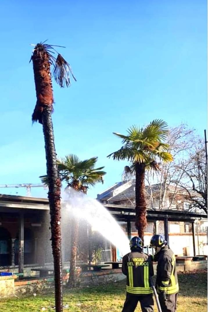 RIVOLI - Vandali ancora in azione: bruciata una palma al parco Salvemini. È la terza volta che succede - FOTO