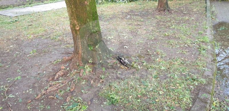VENARIA-BORGARO-CASELLE-MAPPANO - Maltempo: tetti scoperchiati e alberi abbattuti