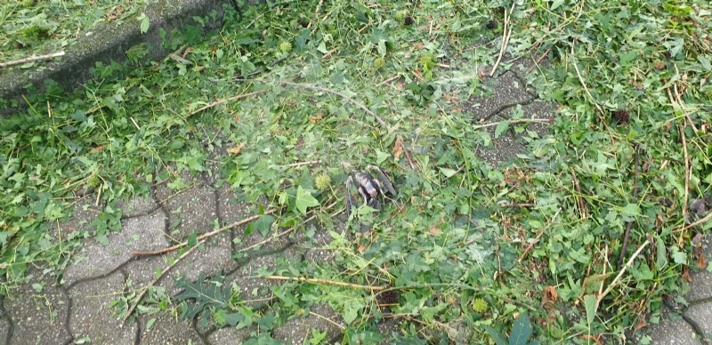 VENARIA-BORGARO-CASELLE-MAPPANO - Maltempo: tetti scoperchiati e alberi abbattuti