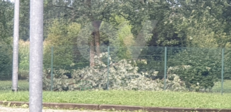 VENARIA-BORGARO-CASELLE-MAPPANO - Maltempo: tetti scoperchiati e alberi abbattuti