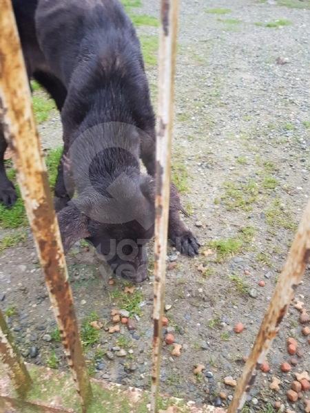 CASELLE - Abbandonati, senza cibo da venti giorni e feriti: salvati due cani