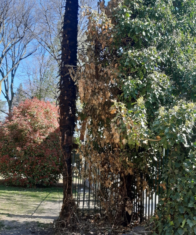 RIVOLI - Vandali in azione al parco Turati: bruciate 12 palme - FOTO