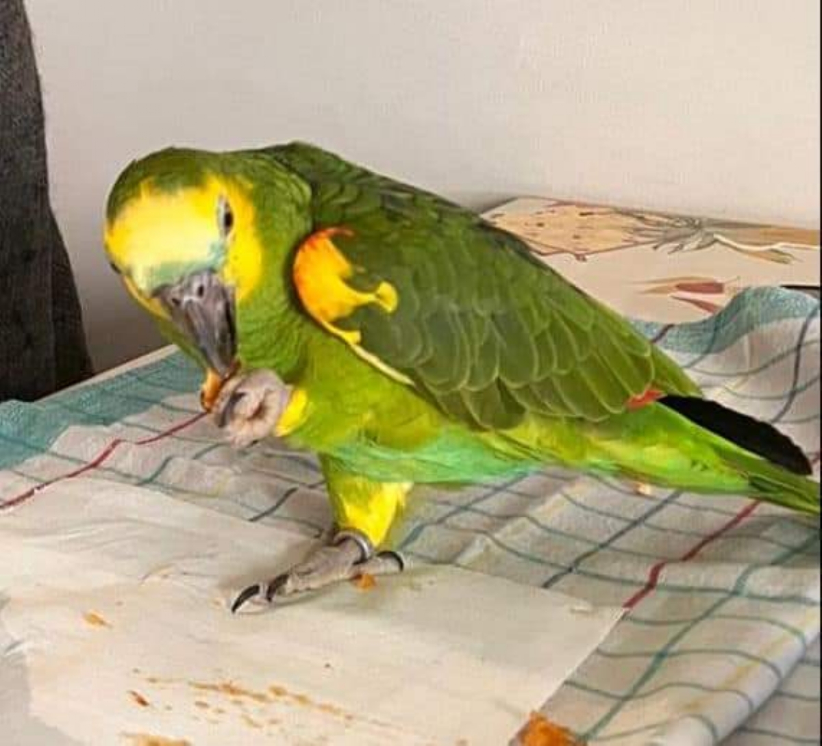 DRUENTO - Pappagallo scappa di casa: ritrovato e salvato dai vigili del fuoco - FOTO
