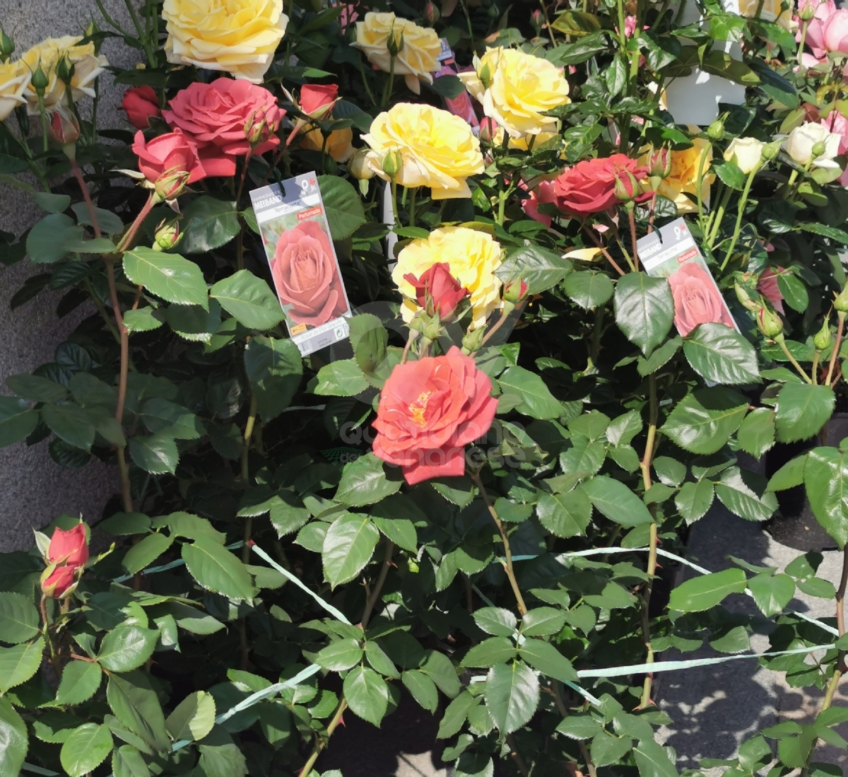 VENARIA - Iniziata la «Festa delle Rose»: due giorni all'insegna di fiori, prelibatezze e spensieratezza - FOTO