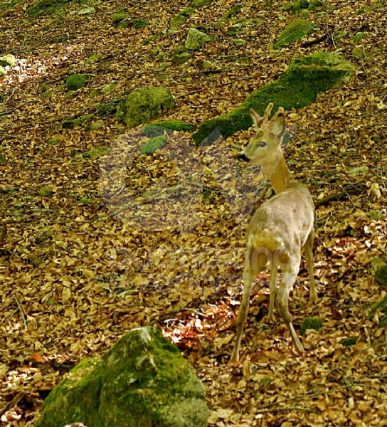 GRUGLIASCO - Liberati quattro giovani caprioli, curati dal Centro Animali Non Convenzionali