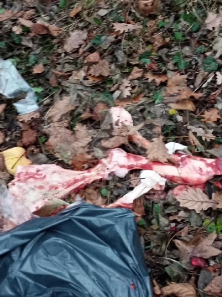 GIVOLETTO - Giallo in strada degli Anterei: animale scuoiato e chiuso in un sacco nero FOTO