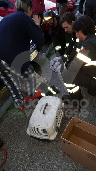 RIVOLI - Incastrato nel radiatore di una macchina: gatto salvato dai vigili del fuoco