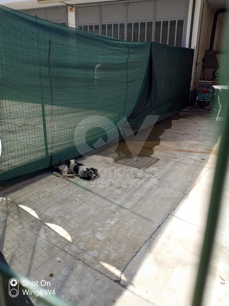 DRUENTO - Le guardie zoofile salvano un cane che viveva tra feci e immondizia - FOTO