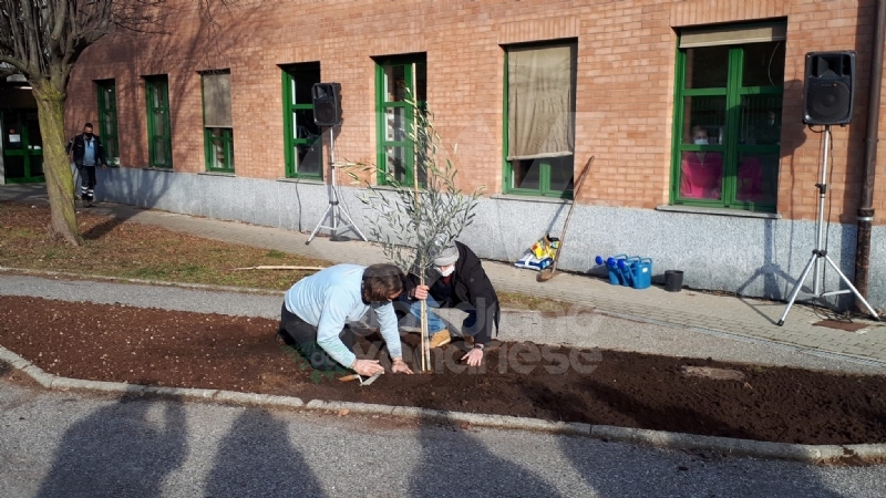 VENARIA - Alla scuola Lessona l'Ulivo di Gerusalemme per non dimenticare l'Olocausto - FOTO
