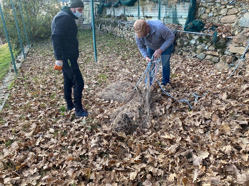 VALLO - Femmina di capriolo cade nella cisterna d'irrigazione: salvata da Canc, Aib e Protezione Civile