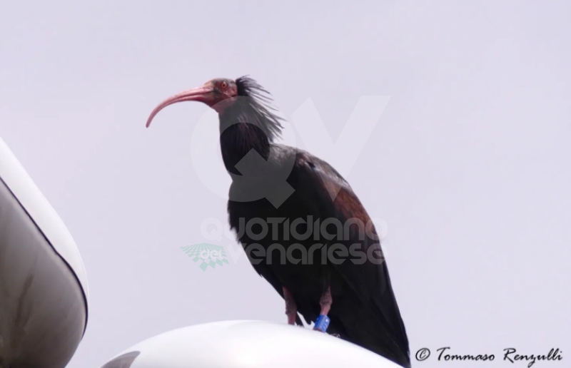 COLLEGNO - Esemplari di Ibis Eremita nell'area del Campo Volo e sui lampioni di viale Certosa