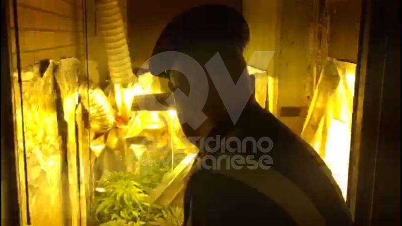 RIVOLI - In casa una serra per produrre cannabis "bio": tre rivolesi in manette FOTO E VIDEO