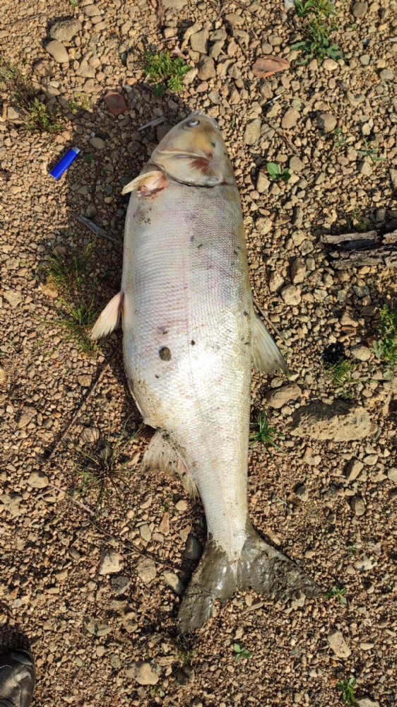 SHOCK A PIANEZZA - Tra incuria e siccità, quanti pesci morti nel lago Fontanej - FOTO