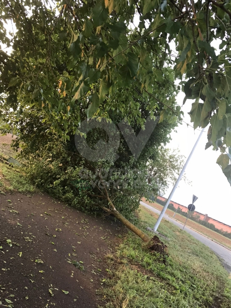 GRANDINATA A VENARIA - Danneggiata la De Amicis, caduti decine di alberi, auto rovinate. Giulivi: «Chiederemo la calamità naturale» - FOTO