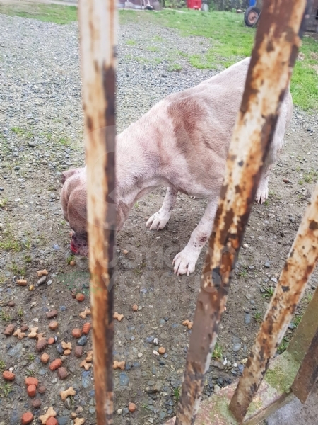 CASELLE - Abbandonati, senza cibo da venti giorni e feriti: salvati due cani