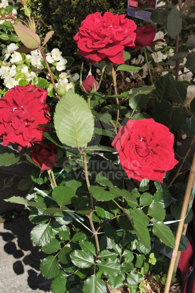 VENARIA - Iniziata la «Festa delle Rose»: due giorni all'insegna di fiori, prelibatezze e spensieratezza - FOTO