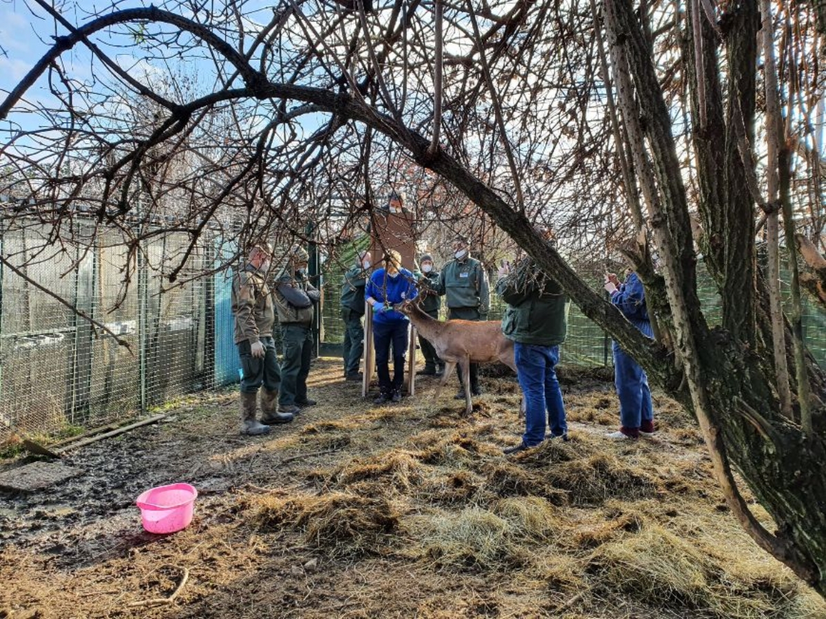 GRUGLIASCO - Salvati dal Canc tre giovani cervi e quattro caprioli - FOTO